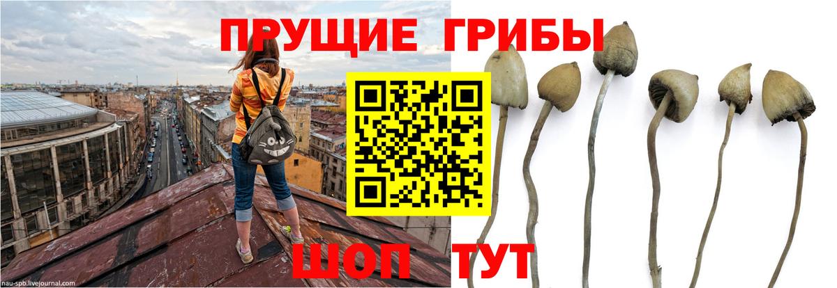 Псилоцибиновые грибы Cubensis  где купить наркоту  Нижнекамск  Вход с VPN  Псилоцибиновые грибы GOLDEN TEACHER 